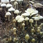 anyone for mushrooms lol