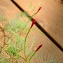 cypressvine