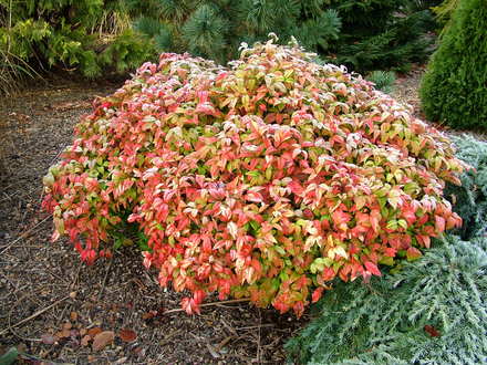 Nandina domestica 'Firepower'