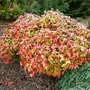 Nandina domestica 'Firepower'