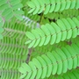 delonix regia2