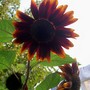 Sunflower 'Claret' (Helianthus annuus (Sunflower))