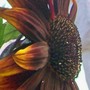 Sunflower 'Claret' - side view (Helianthus annuus (Sunflower))