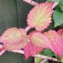 Actinidia kolomikta