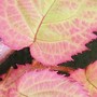 Actinidia kolomikta