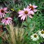 echinacea