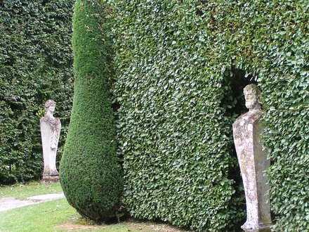 lurking in hedges