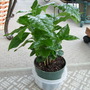 Coffea Aribica (Coffea arabica (Cafe))