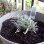 Lavandula angustifolia (Lavandula angustifolia)