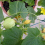 Lemon Cuccumber