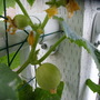 Lemon Cuccumber