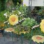 Back Garden