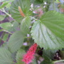 Trailing_chenille
