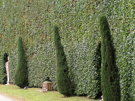 Chatsworth_hedges.jpg