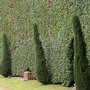 Chatsworth_hedges.jpg