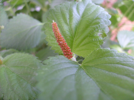Acalypha