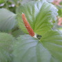 Acalypha