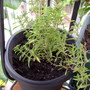 Satureja montana