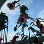 Abutilon Megapotamicum (Abutilon megapotamicum (Trailing abutilon))