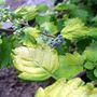 Sunshine blue bluebeard