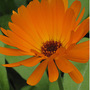 Calendula