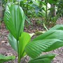 Licuala grandis