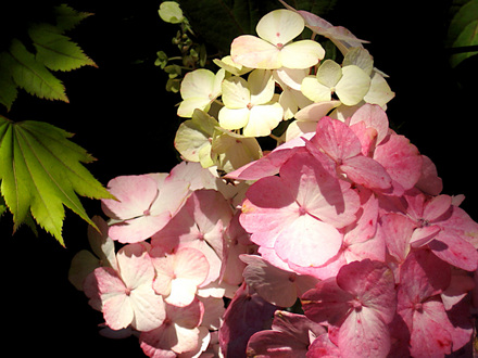 hydrangea -close up and intimate! (hydrangea)