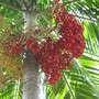 Carpentaria acuminata (Carpentaria acuminata)