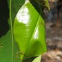 Green ants nest