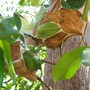 Green ants nest