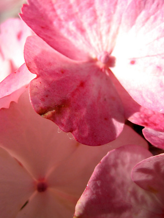 hydrangea - really up close! (hydrangea)