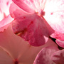 Hydranga_close_up