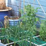 Square Foor Gardening