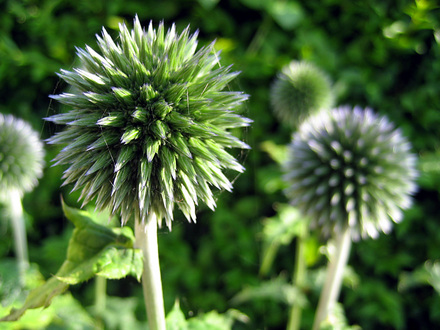 Echinops (echinops)