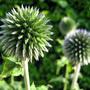 Echinops (echinops)