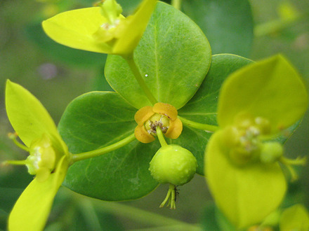 Euphorbia close-up (Euphorbia amygdaloides (Wood spurge))