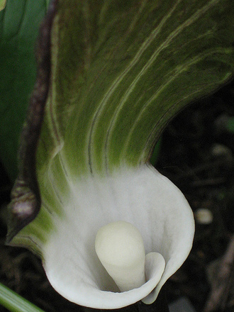 Exotic and erotic arisaema! (Arisaema triphyllum (?) (Jack-in-the-pulpit))