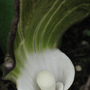 Exotic and erotic arisaema! (Arisaema triphyllum (?) (Jack-in-the-pulpit))