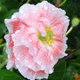 Poppy (Papaver somniferum)