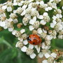 Achillea and ladybird (Achillea)
