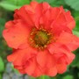 Geum (Geum)