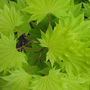 Acer