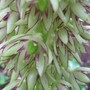 Eucomis e.bicolour