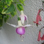 Fuchsia Janice Perry (Fuchsia Semi-Trailing)