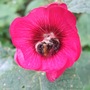 Bee in Hollyhock flower (Alcea)
