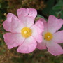 Cistus 'Silver Pink' (Cistus x argenteus)