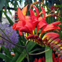 Crocosmia_lucifer
