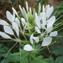Cleome hassleriana (Spider flower)