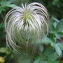 Clematis tangutica