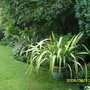 Phormium (Phormium tenax [New Zealand Flax])